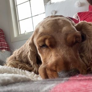 Meet your Posher, Maxwell